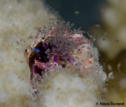 Hermit Crab releasing its larvae, night dive. f 6,3, ISO ... by Alexia Dunand 
